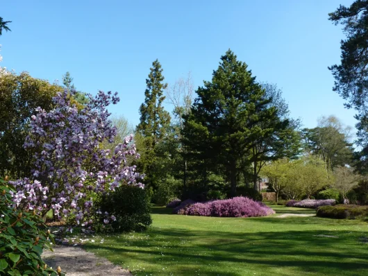 Arbustes en fleurs et grand sapin dans le parc