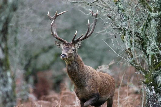 Un cerf dans une fôret