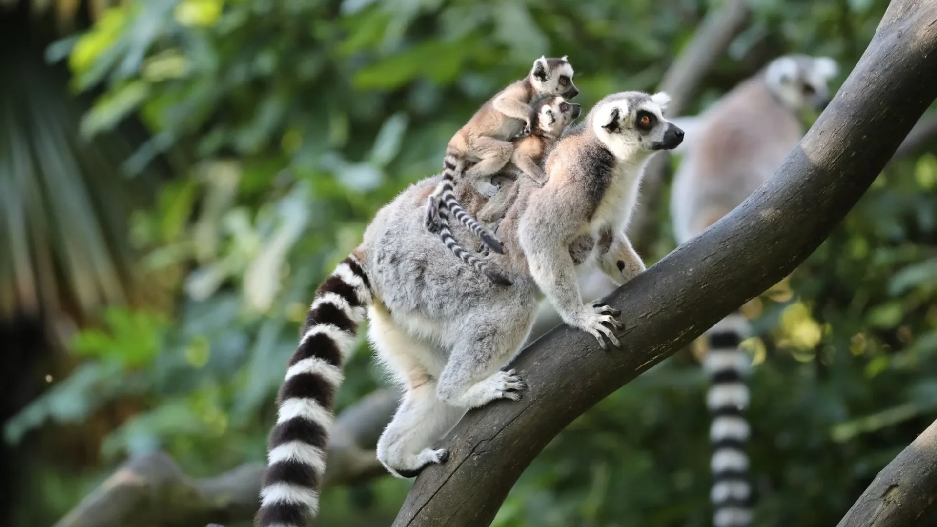 zoo The incredible world of Beauval zoo! - Loire Valley