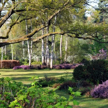 Les grands arbres dans le parc avec des massifs colorés à leurs pieds