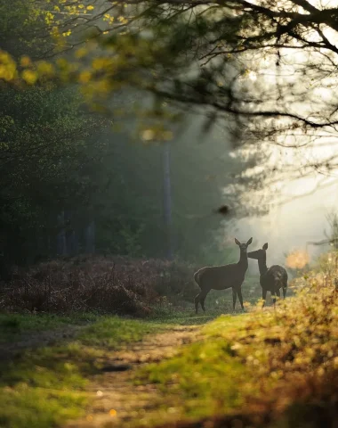 Des cerfs dans la forêt