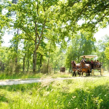 Balade en calèche dans une fôret