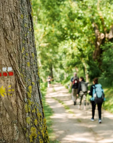 Randonneurs sur un chemin dans les bois