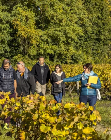 Personnes se baladant dans les vignes