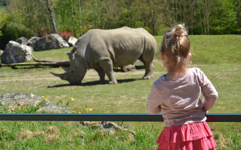 Petite fille qui observe un rhinocéros au ZooParc de Beauval