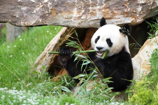 Panda au ZooParc de Beauval